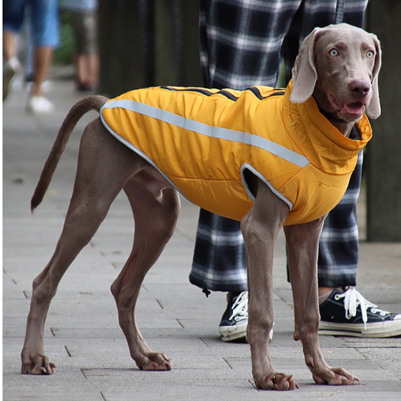Χαμηλή MOQ κοστούμι οικονομικά προσιτή κλασική έκδοση σκυλιών σκυλιών σκυλιών σκυλιών σκυλιών